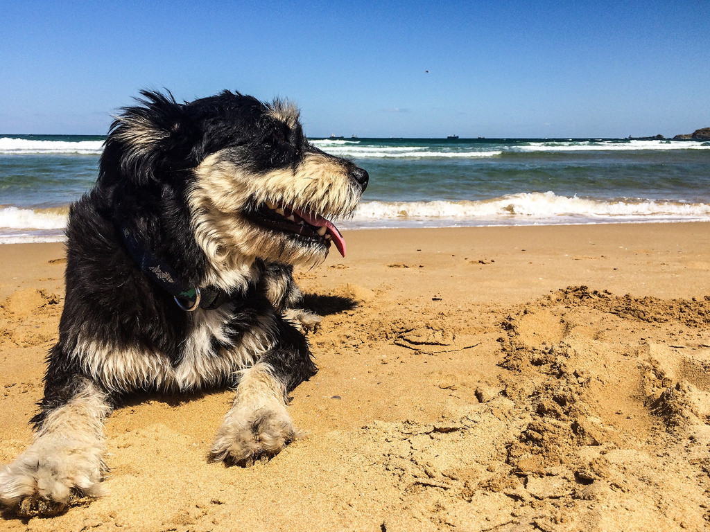 psia pláž